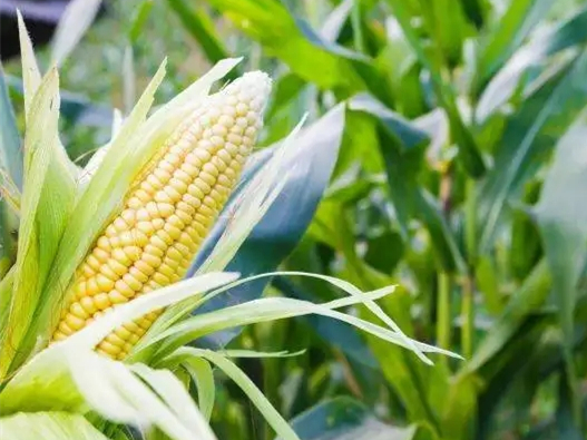 感恩農民，珍惜糧食