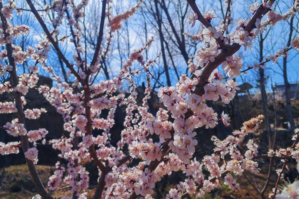 關于春天：微風，野花，風箏，還有好久不見的你