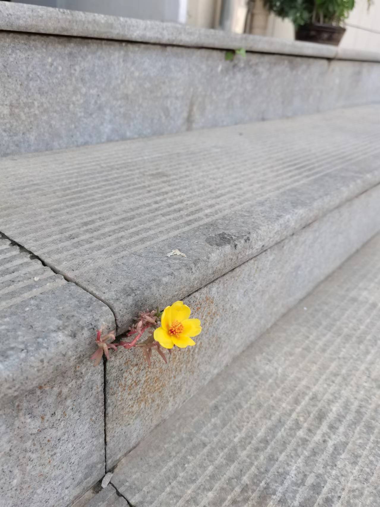 臺階上開出的小花