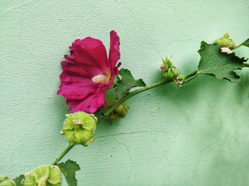 蜀葵花開，藏在記憶里的祖孫情
