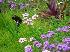 春君本是多情客，吻醉群芳惹蝶旋