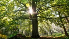 上下同欲、葉茂根深