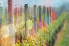 流年無(wú)恙，光陰留香