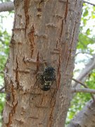 居高聲自遠(yuǎn)，非是借秋風(fēng)