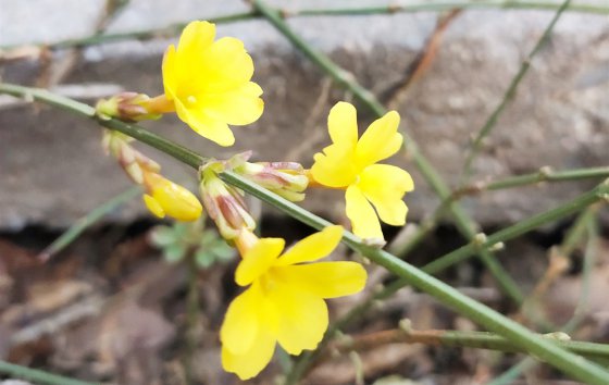 春天已經(jīng)到來，勝利的腳步還會遠(yuǎn)嗎？