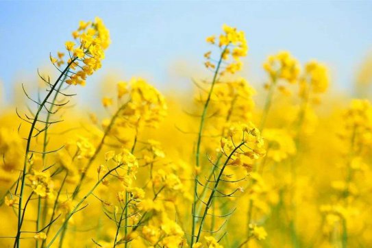 待到疫情散去，一起笑看春暖花開