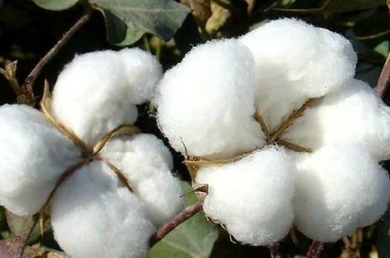 度之往事，驗之來事——我與新疆棉的故事