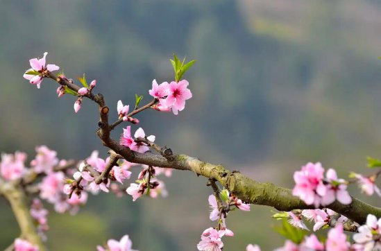 這個春天，有疫更有情