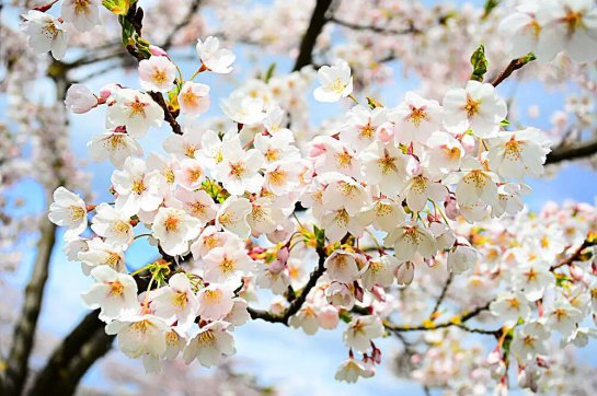 清明時(shí)節(jié)